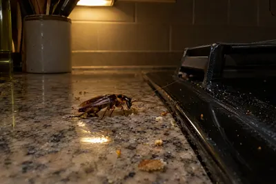 A cockroach on a kitchen countertop next to the stove